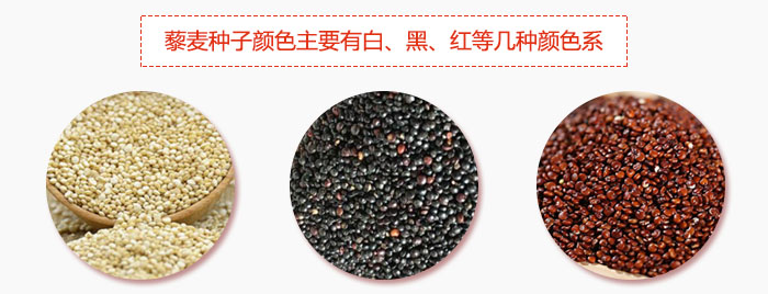 藜麥種子顏色主要有白、黑、紅等幾種顏色系，營(yíng)養(yǎng)成分相差不大，其中白色口感好，黑、紅色口感相對(duì)差些，籽粒也較小。