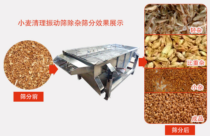 小麥清理振動(dòng)篩小麥篩分效果展示圖可同時(shí)篩分出輕雜，比重雜，小雜，成品等四個(gè)等級(jí)。